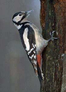 Större hackspett (Dendrocopos major)