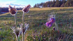 Backsipporna blommar i Brösarps backar. Här nere vid Bengtemölle.